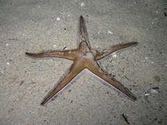 Astropecten bispinosus