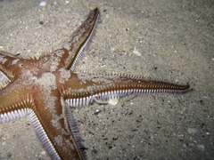 Astropecten bispinosus