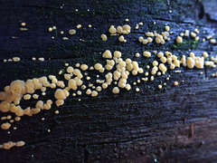 Dacrymyces corticioides