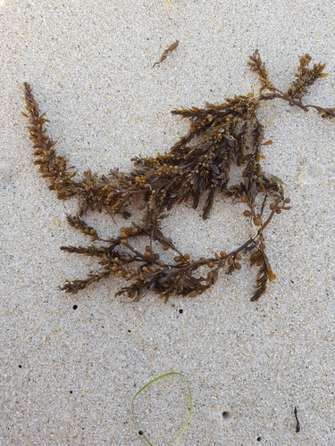 photo of Japanese Wireweed (Sargassum muticum)