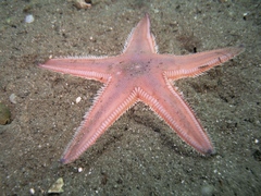 Astropecten irregularis