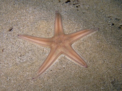 Astropecten irregularis