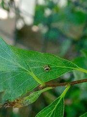 Psyllobora bicongregata