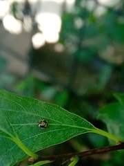 Psyllobora bicongregata