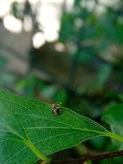 Psyllobora bicongregata