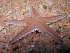 Astropecten irregularis