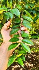 Eugenia involucrata