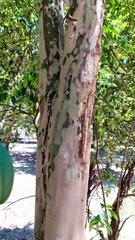 Eugenia involucrata