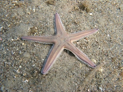 Astropecten irregularis