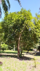Eugenia involucrata