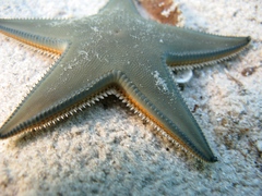 Astropecten jonstoni
