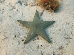 Astropecten jonstoni