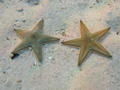 Astropecten jonstoni