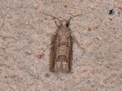 Pelochrista consobrinana