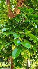 Psidium cattleyanum