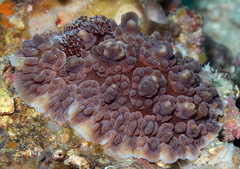 Dendrodoris carbunculosa