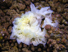 Dendrodoris carbunculosa