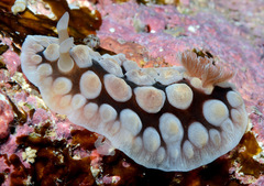 Dendrodoris carbunculosa