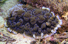 Dendrodoris carbunculosa