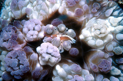 Dendrodoris carbunculosa