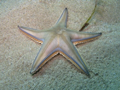 Astropecten jonstoni
