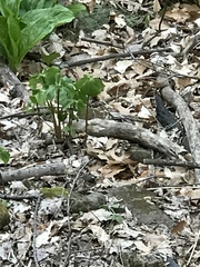 Trillium cernuum