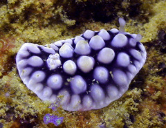 Dendrodoris carbunculosa