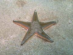 Astropecten jonstoni