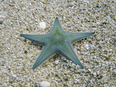 Astropecten jonstoni