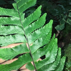 Hymenasplenium excisum