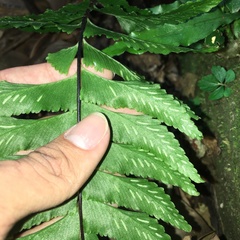 Hymenasplenium excisum