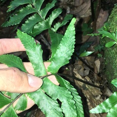 Hymenasplenium excisum