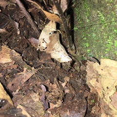 Hymenasplenium excisum