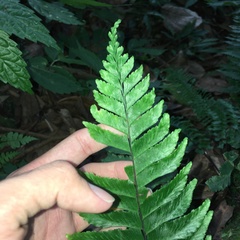 Hymenasplenium excisum