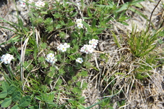 Androsace barbulata