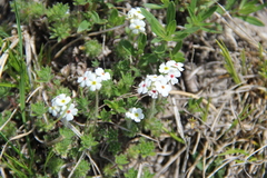 Androsace barbulata