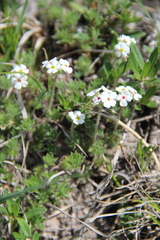 Androsace barbulata