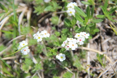 Androsace barbulata