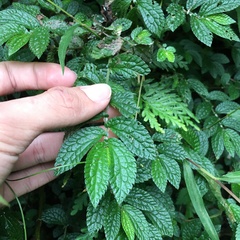 Elatostema parvum
