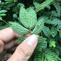 Elatostema parvum