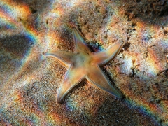 Astropecten jonstoni
