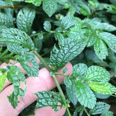 Elatostema parvum