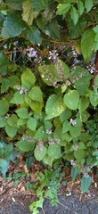Plectranthus ciliatus