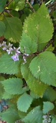 Plectranthus ciliatus