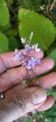 Plectranthus ciliatus