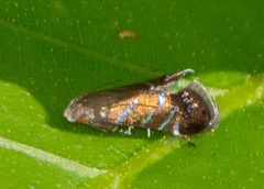 Strobisia proserpinella