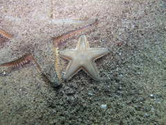 Astropecten jonstoni