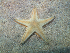 Astropecten jonstoni