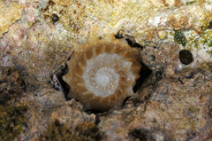 Lithopoma phoebium