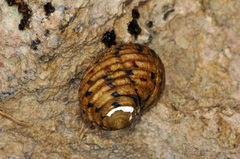 Nerita peloronta